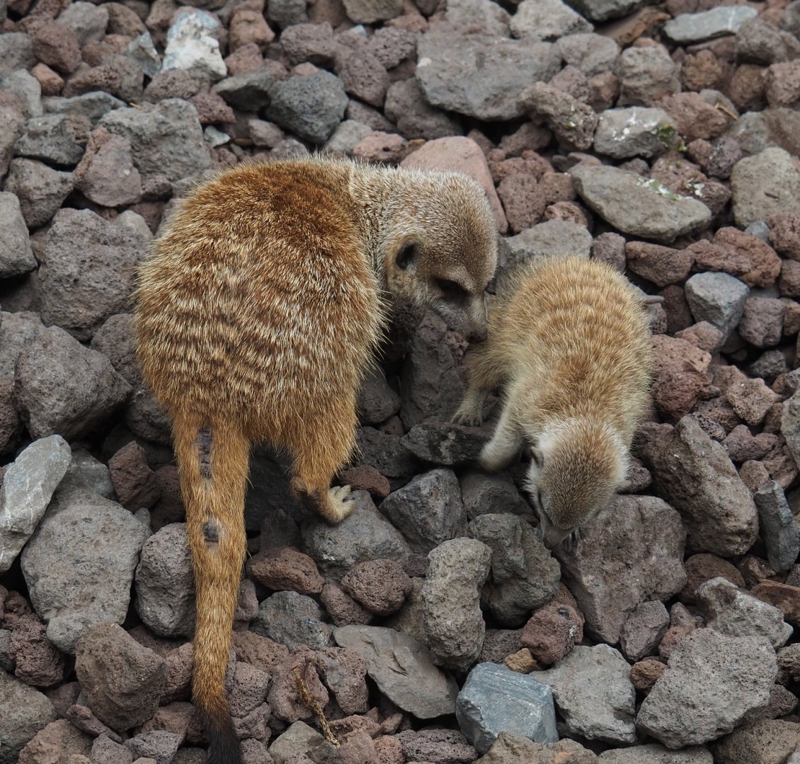 Meerkats  (Suricata suricatta), 2020-09-03
