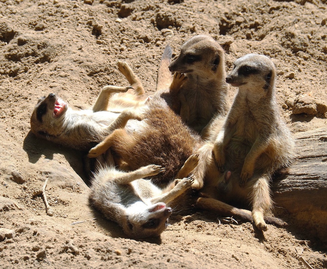 Meerkats (Suricata suricatta), 2021-07-17