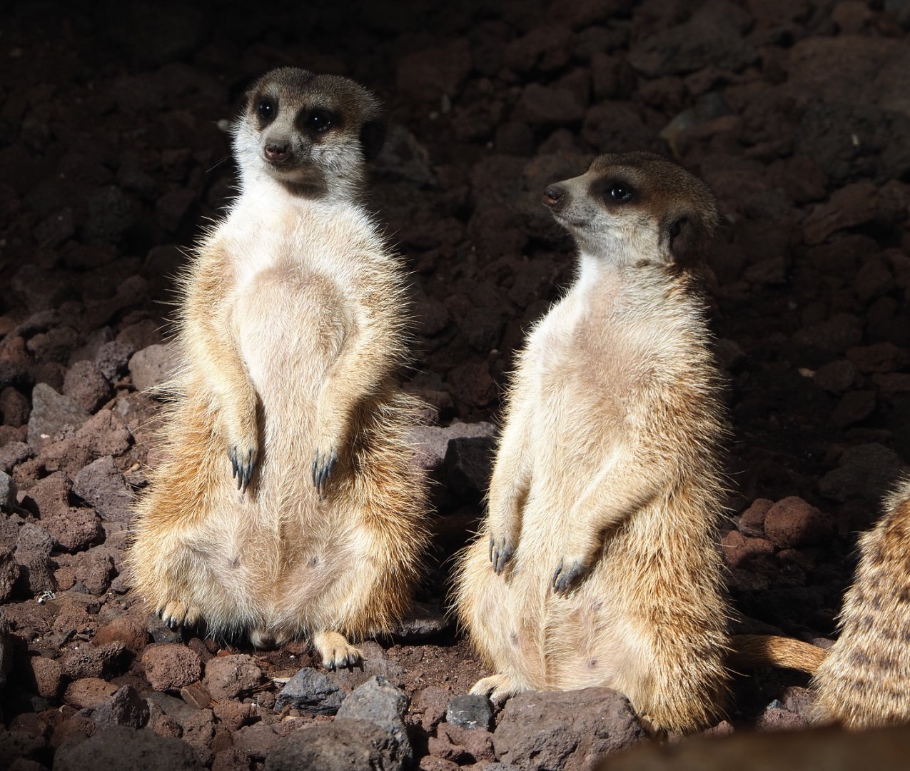 Meerkats (Suricata suricatta), 2022-06-28