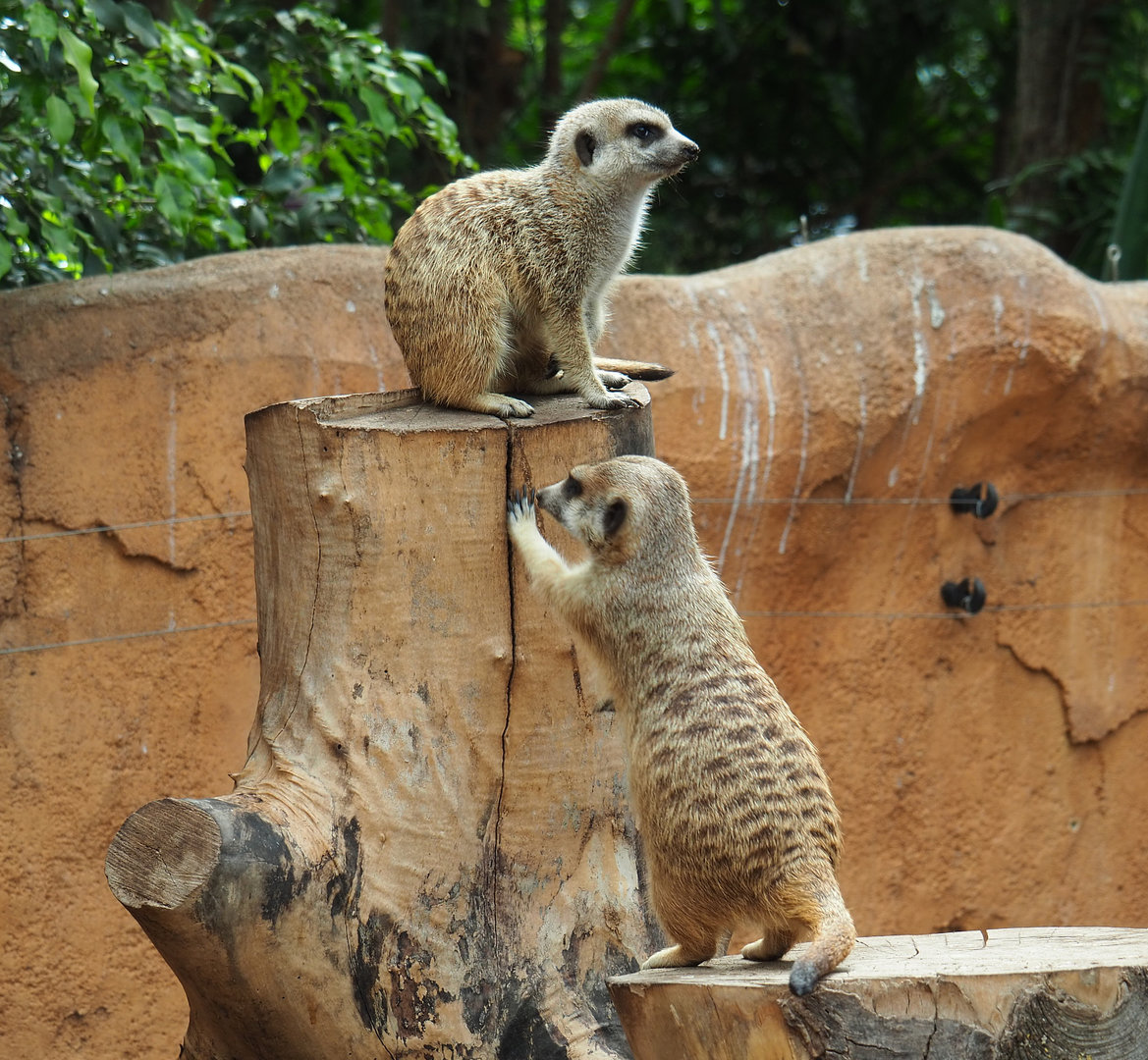 Meerkats (Suricata suricatta), 2022-09-15