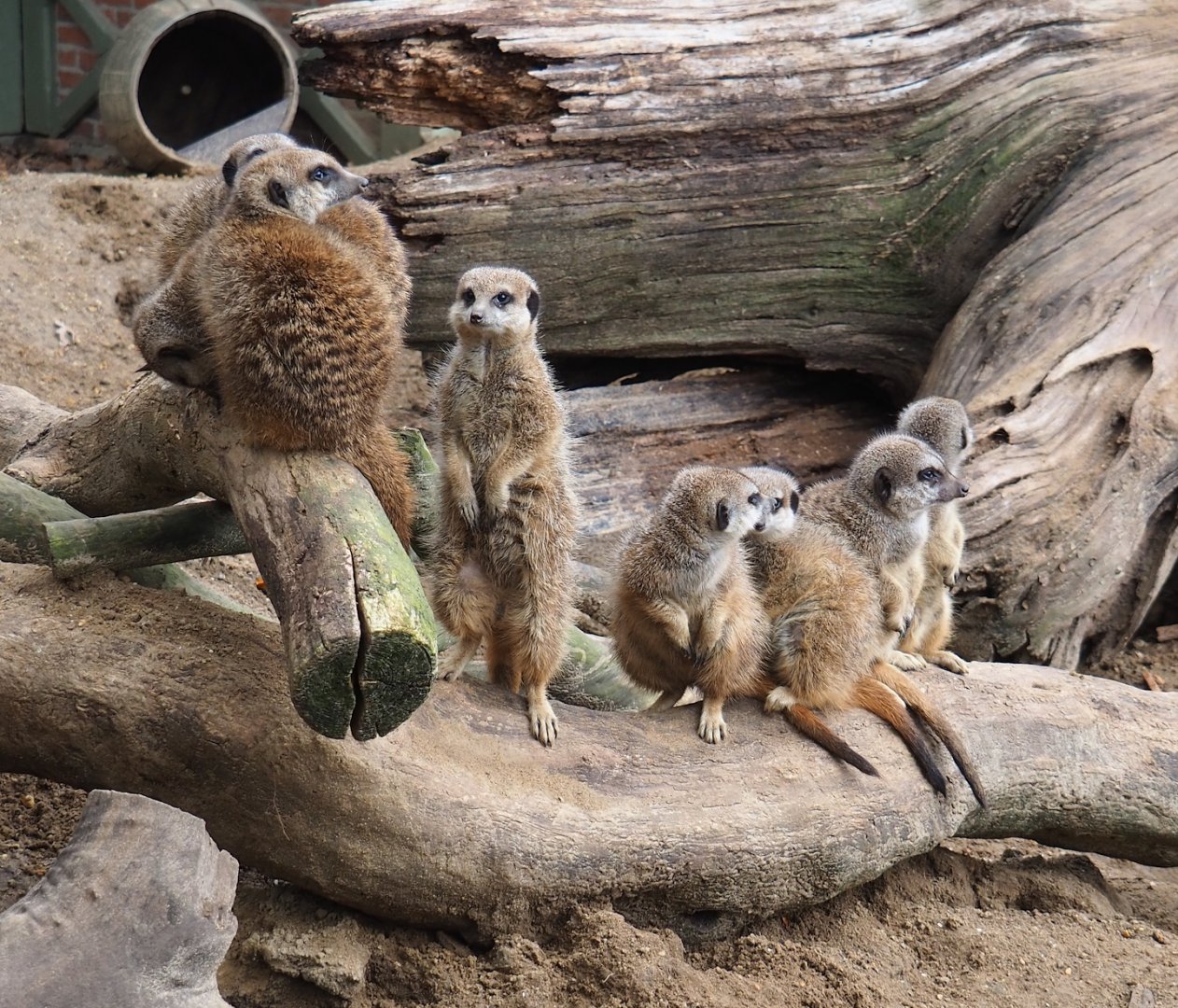 Meerkats (Suricata suricatta), 2023-04-08