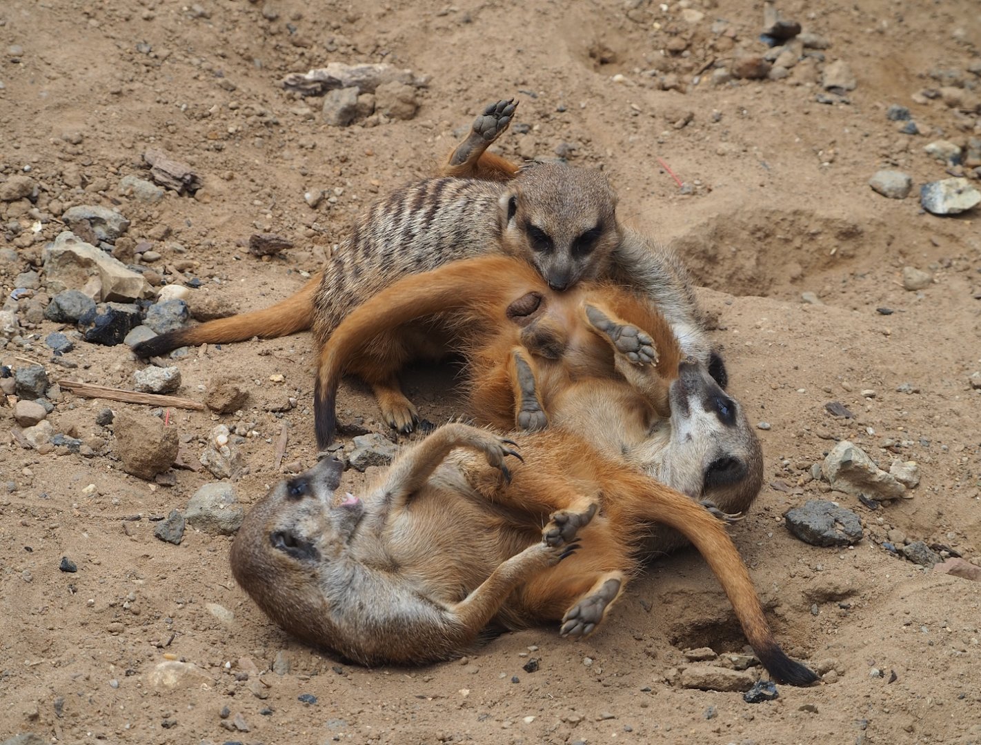 Meerkats (Suricata suricatta), 2023-07-18