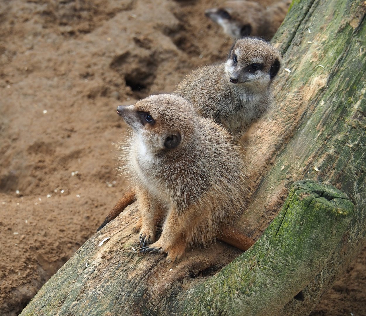 Meerkats (Suricata suricatta), 2024-02-17