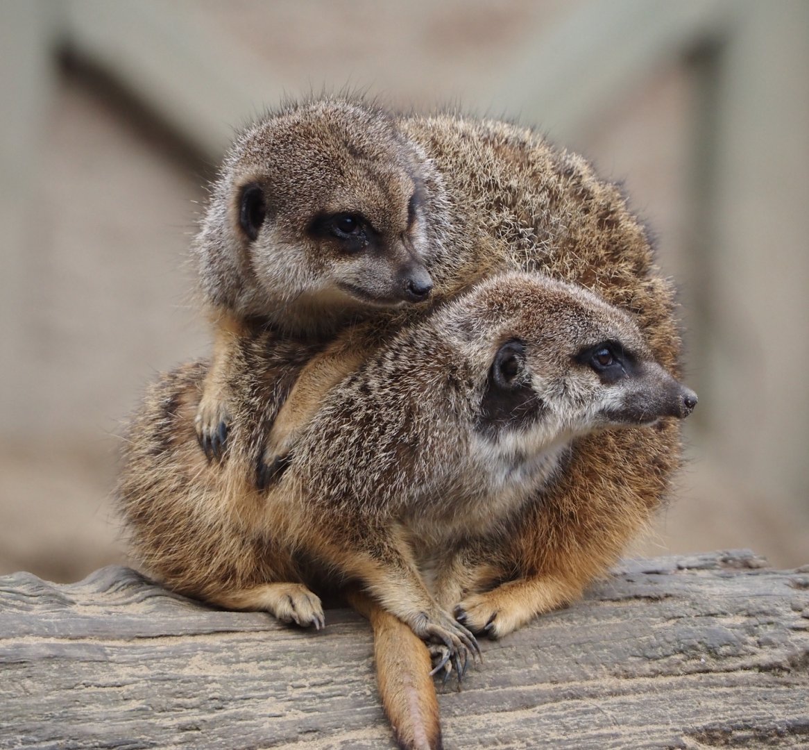 Meerkats (Suricata suricatta), 2024-03-09