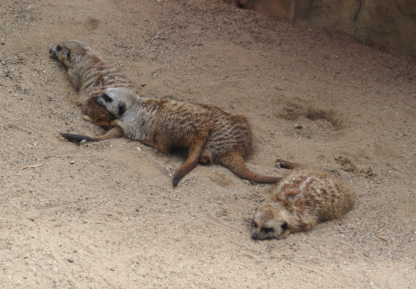 Meerkats (Suricata suricatta), 2024-08-05