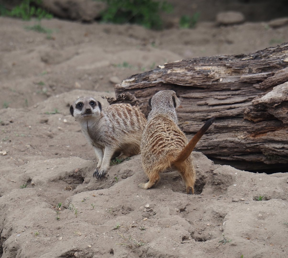 Meerkats (Suricata suricatta), 2025-05-17