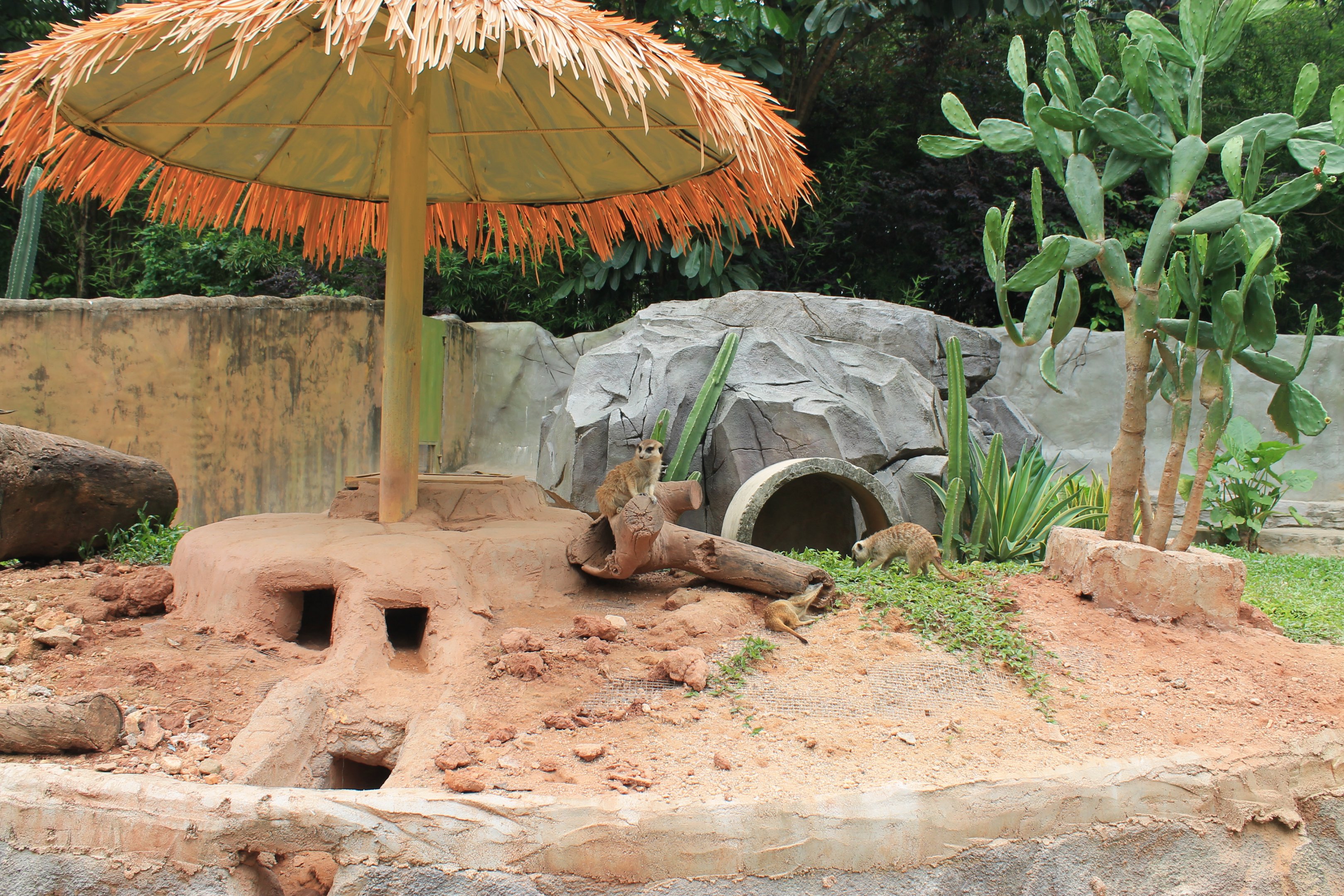 Meerkats (Suricata suricatta) - Childrens Zoo