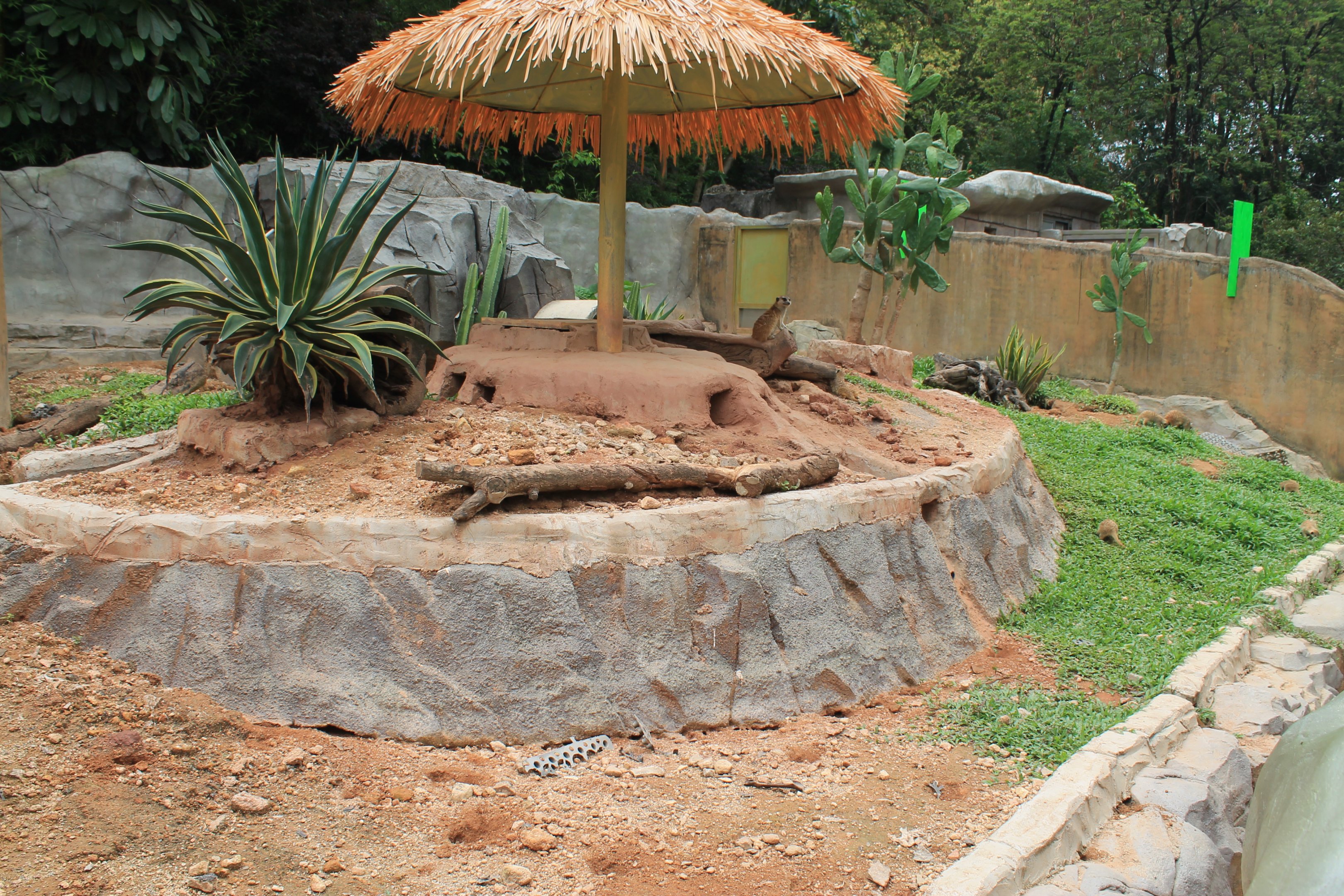 Meerkats (Suricata suricatta) - Childrens Zoo