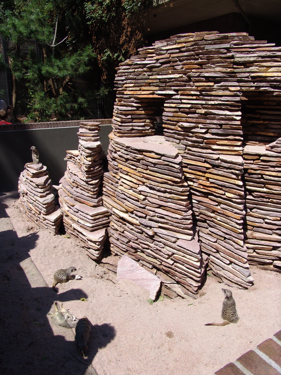 Meerkats (Suricata suricatta) Enclosure