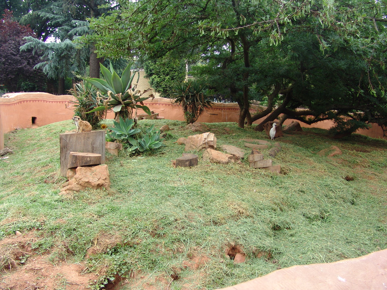 Meerkats' (Suricata suricatta) exhibit