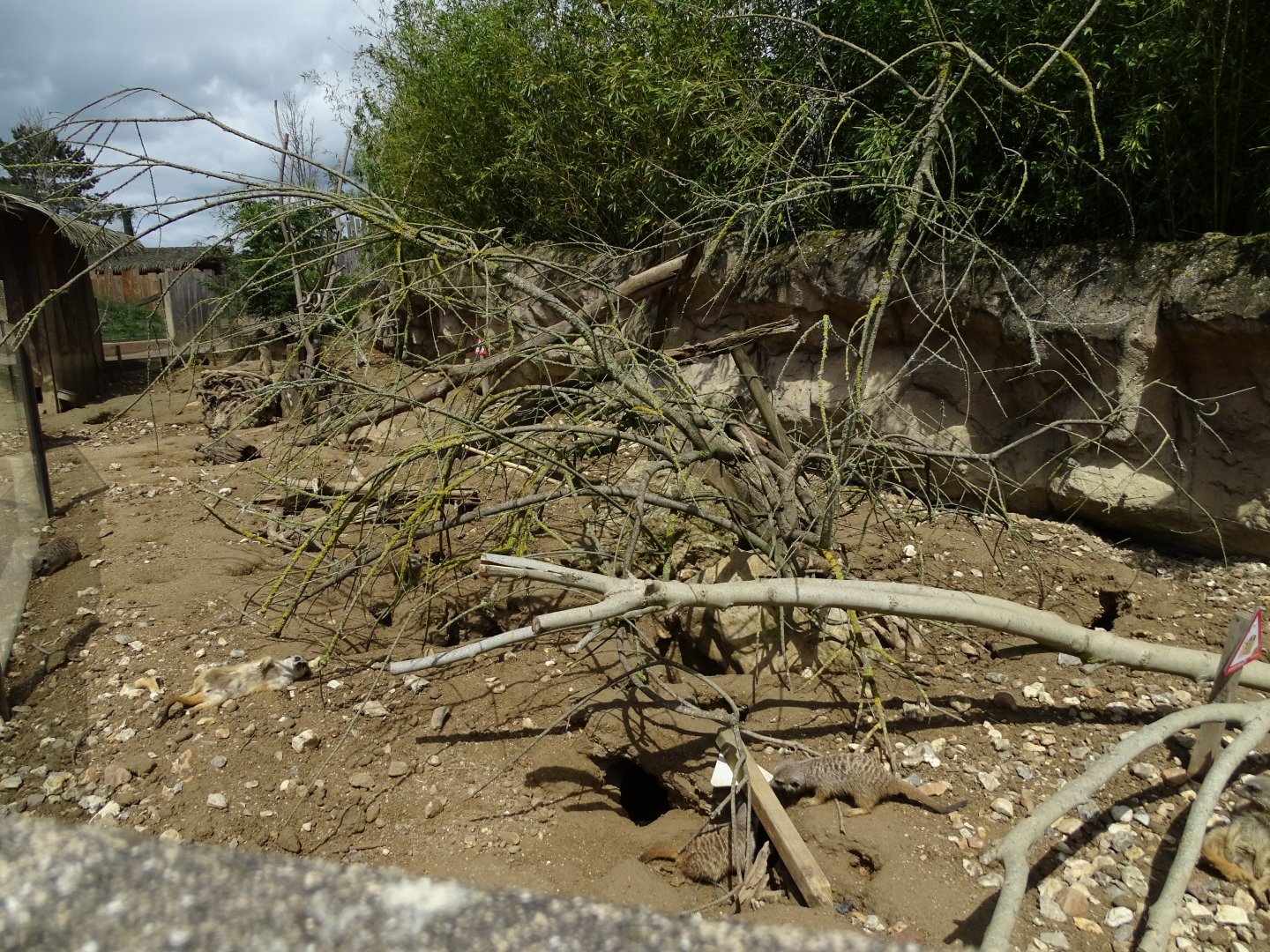 Meerkats (Suricata suricatta) exhibit