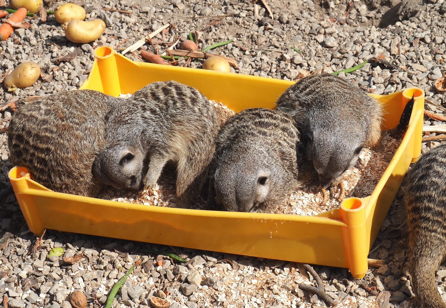 Meerkats (Suricata suricatta) in a foraging tray, 2020-09-12