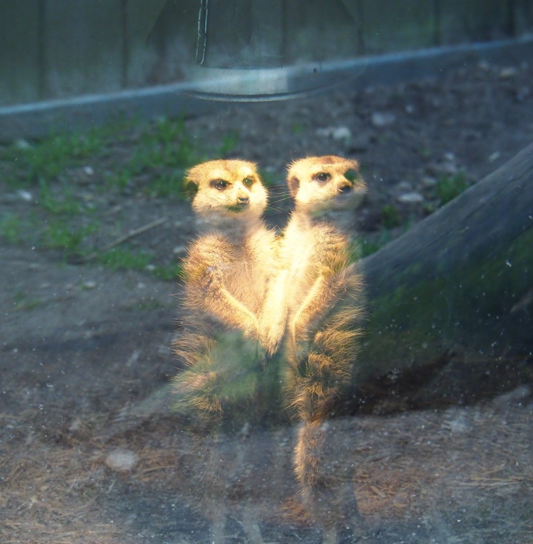 Meerkats (Suricata suricatta) in their hut, 2019-04-06
