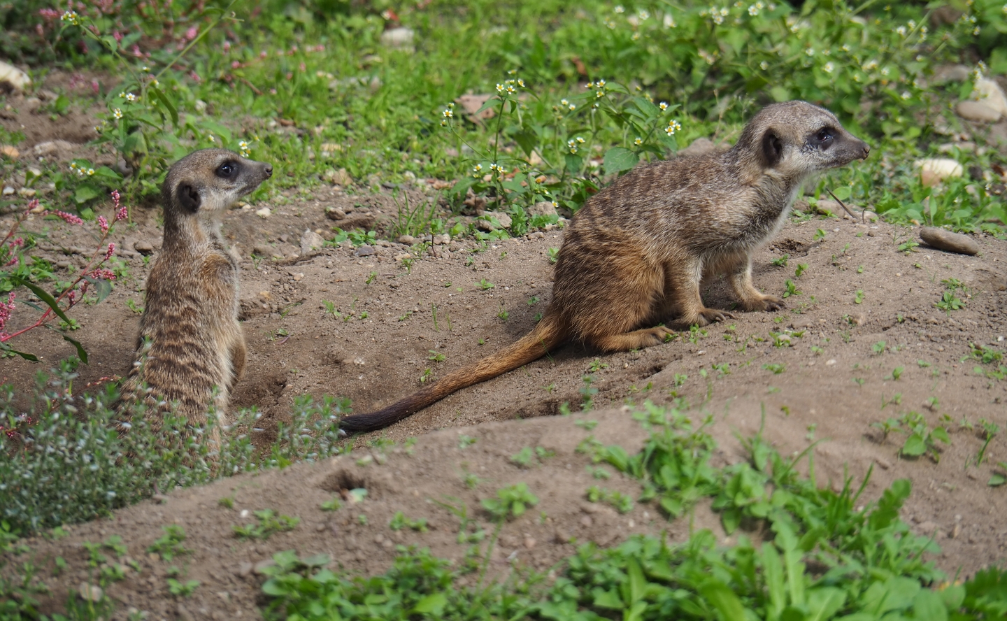 Meerkats (Suricata suricatta), Sep 16th, 2018
