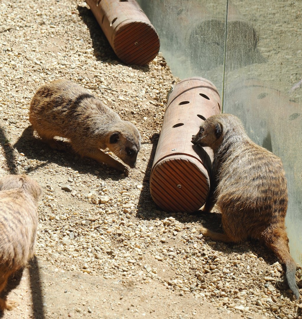 Meerkats (Suricata suricatta) with enrichment feeder, 2024-06-08