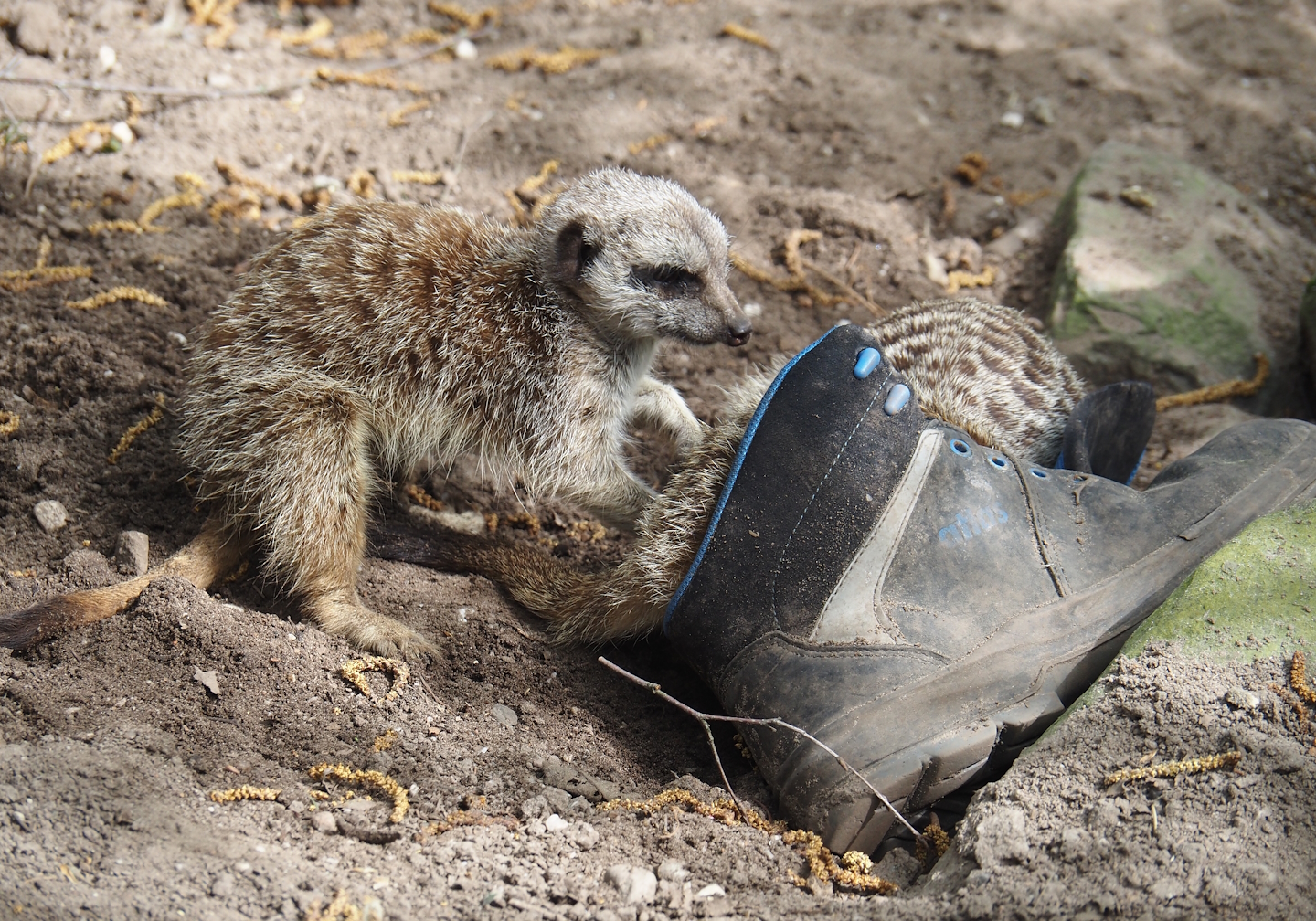 Meerkats (Suricata suricatta) with old shoe enrichment, 2024-04-14