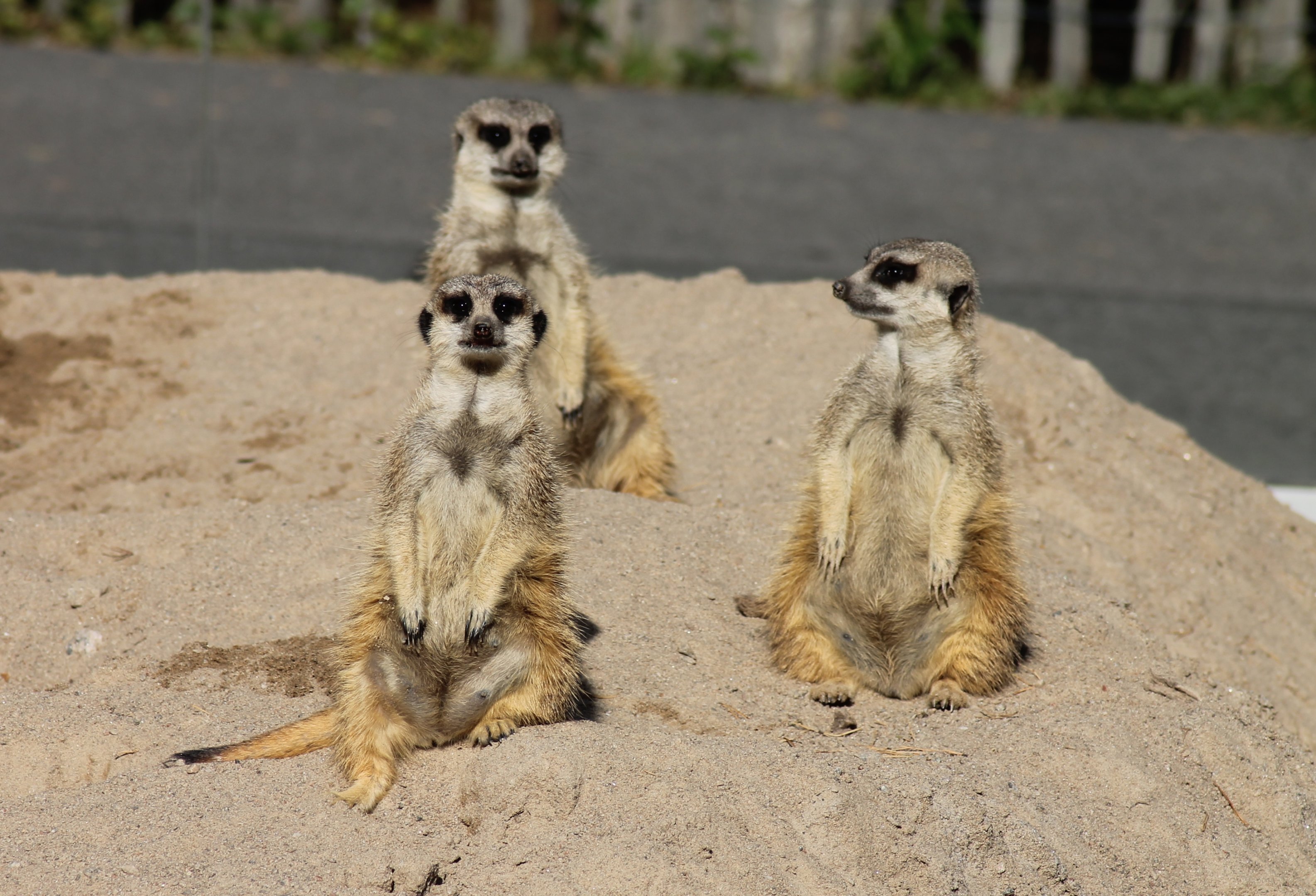 Meerkats (Suricata suricatta)