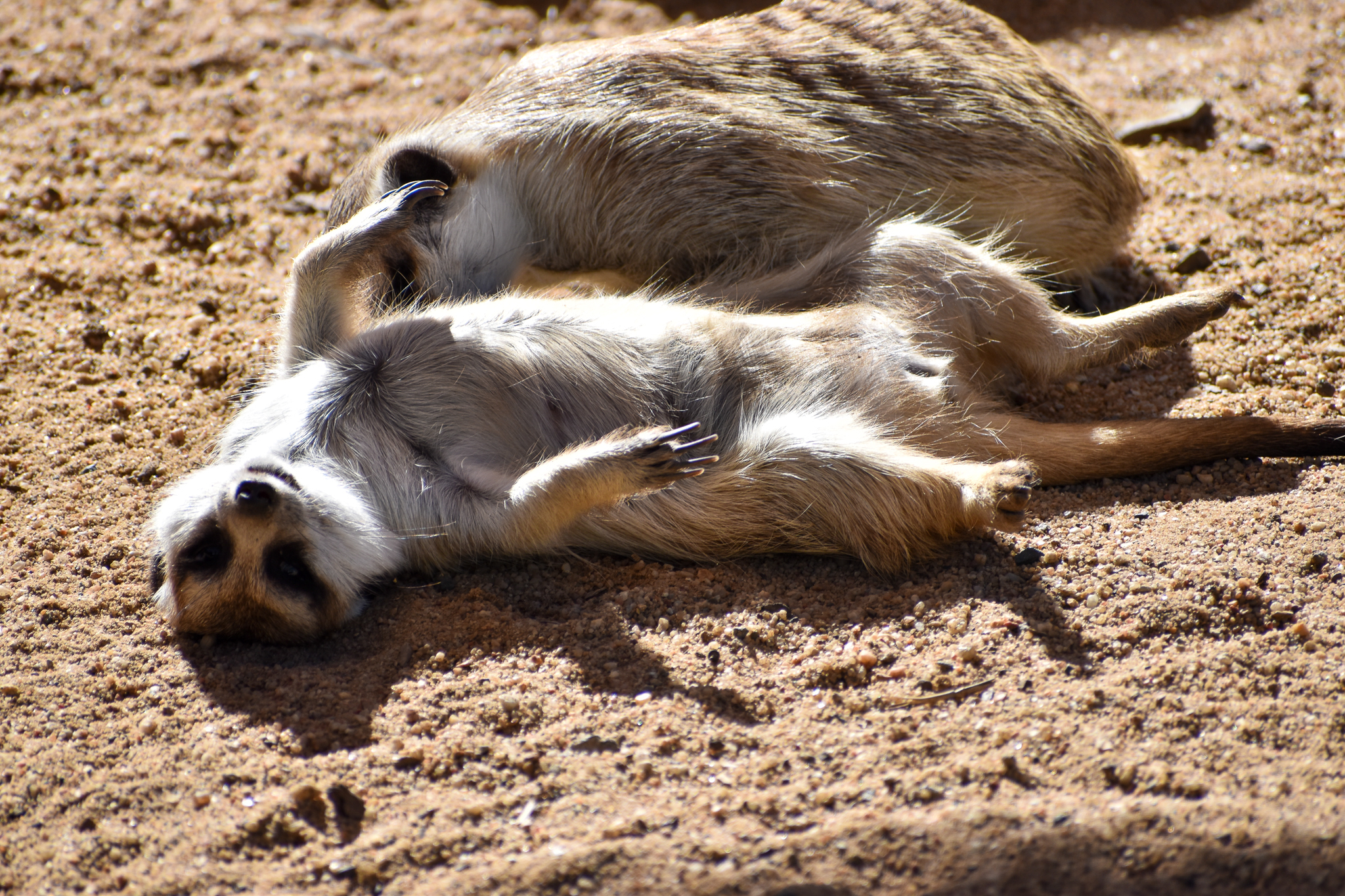 Meerkats (Suricata suricatta)