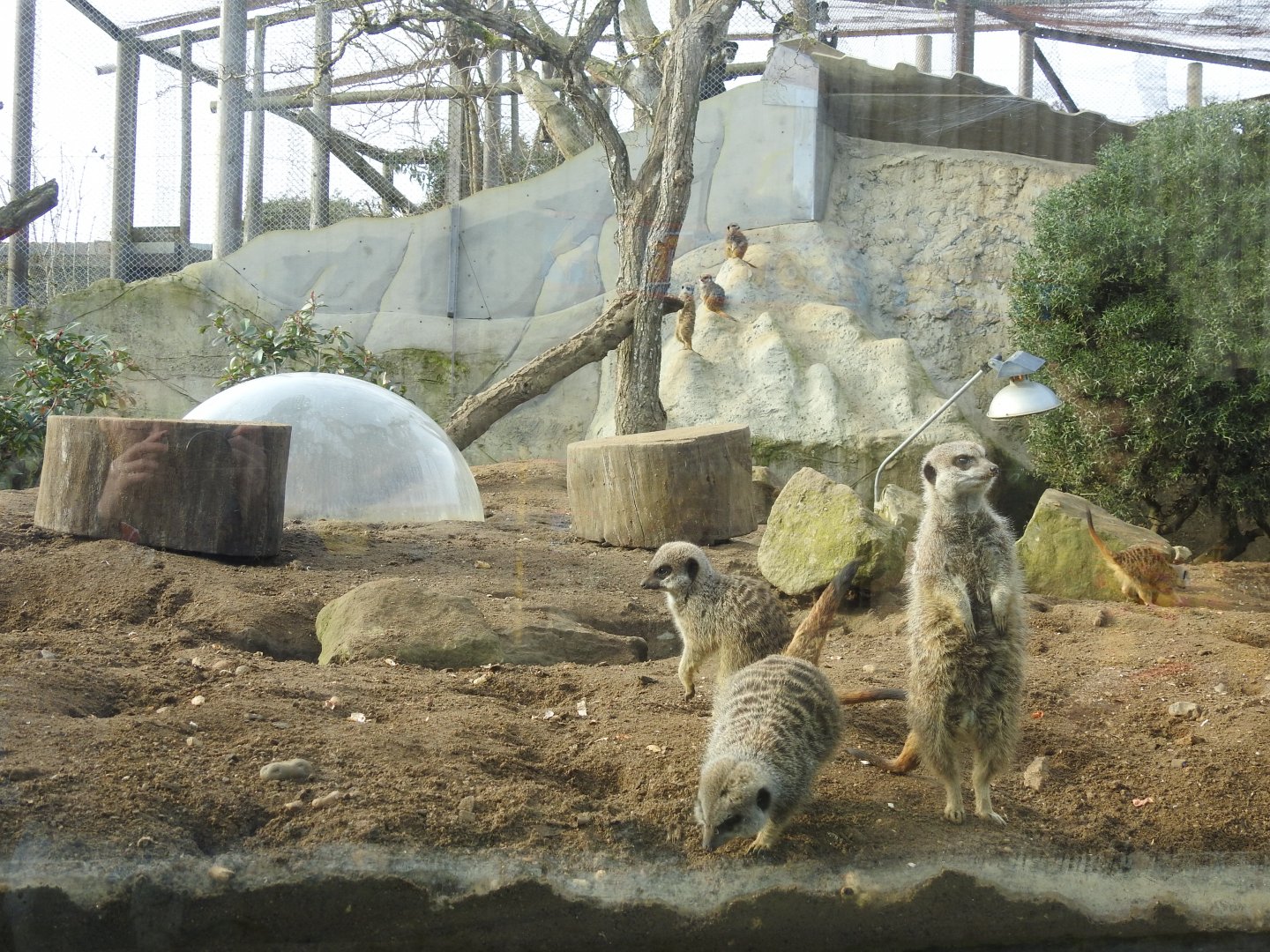 Meerkats (Suricata suricatta)