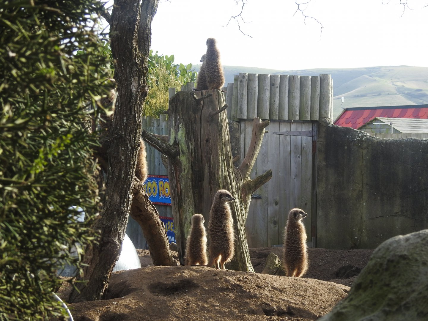 Meerkats (Suricata suricatta)