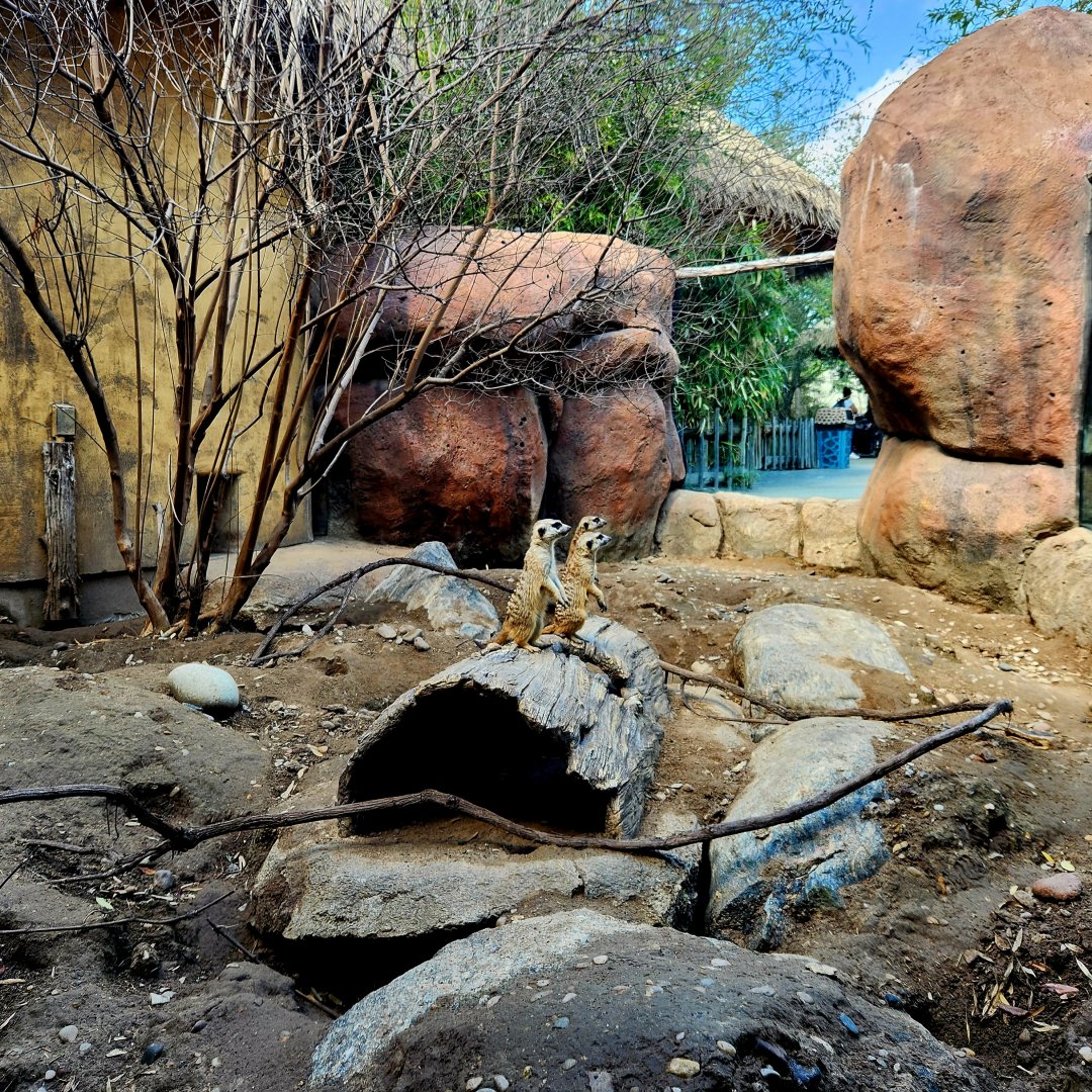 Meerkats (Suricata suricatta)