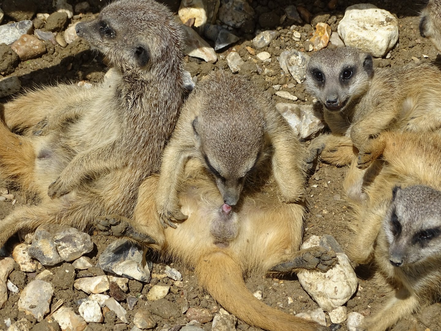 Meerkats (Suricata suricatta)