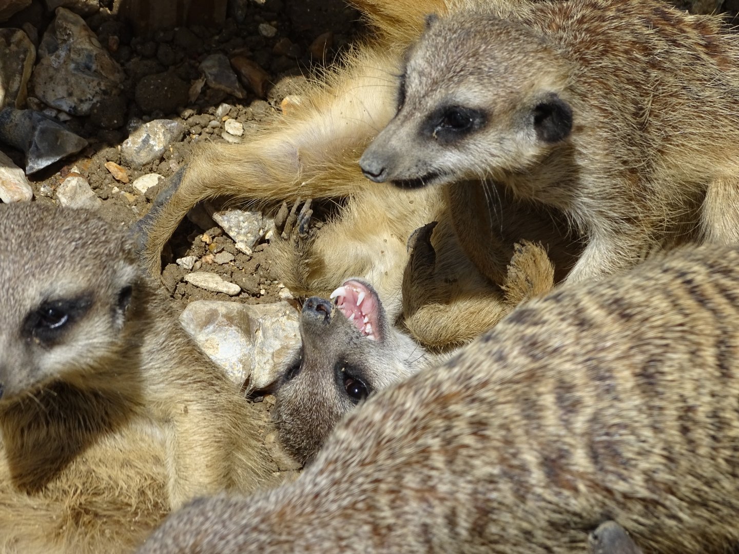Meerkats (Suricata suricatta)