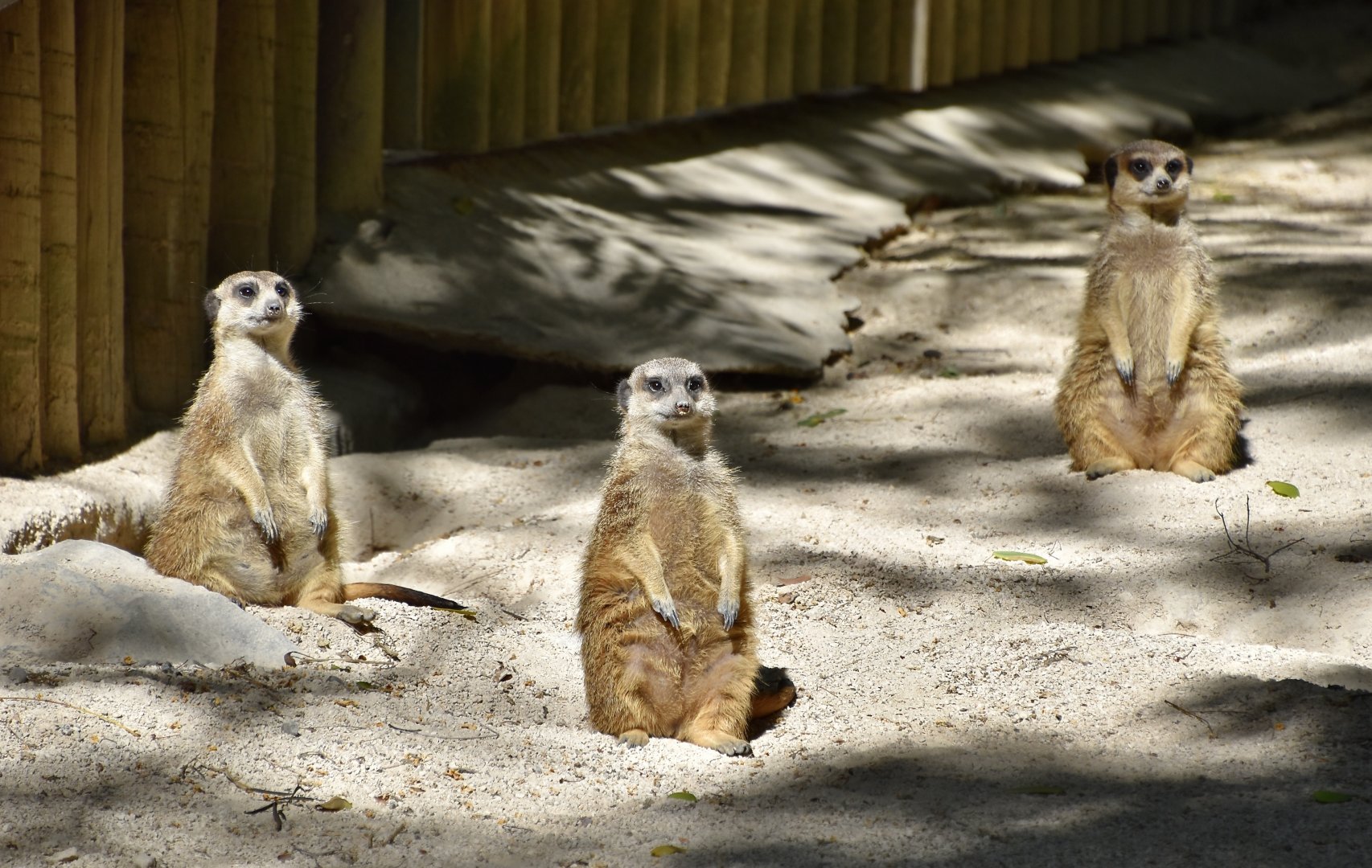 Meerkats (Suricata suricatta)