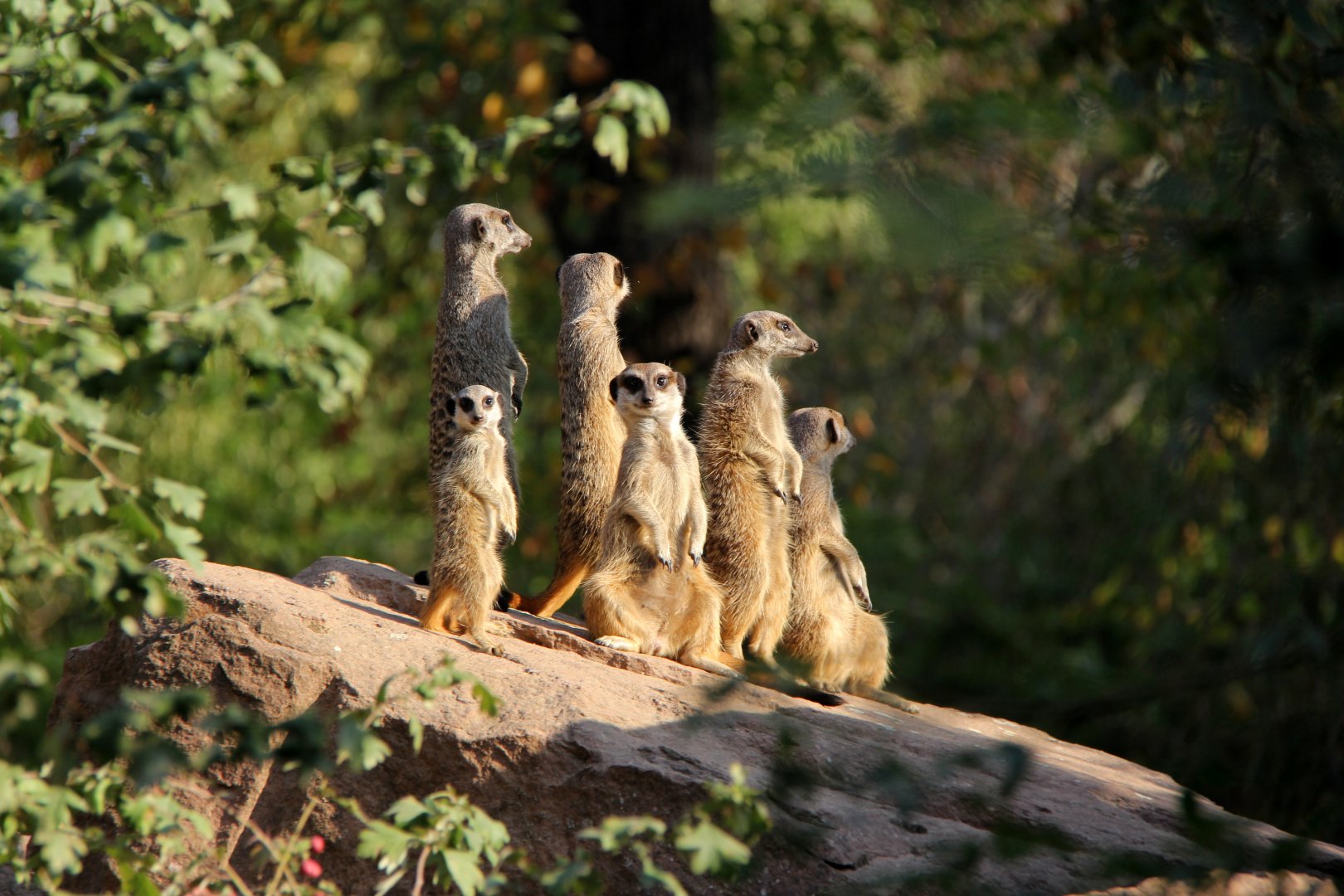 meerkats (Suricatta suricatta)