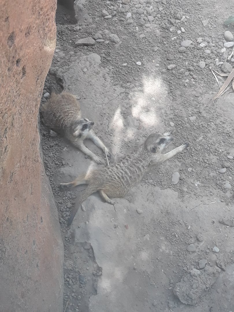 Meerkats taking it easy