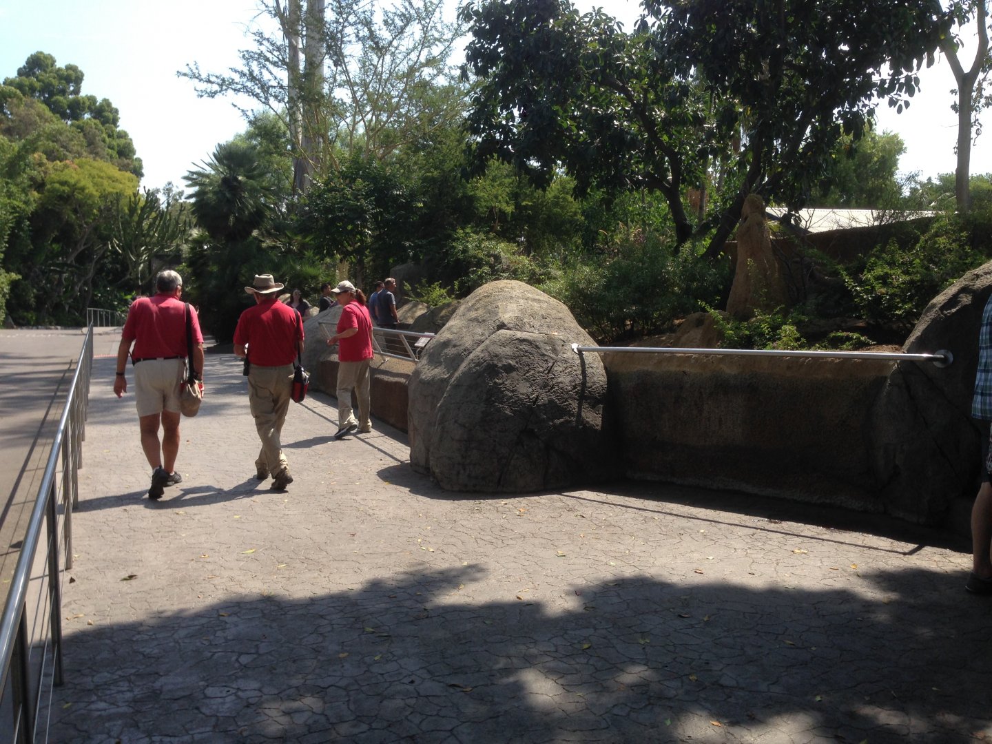 Meerkats Torward Kopje