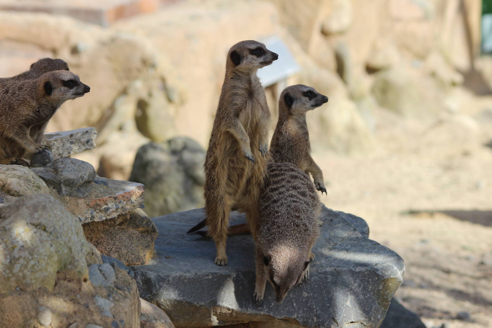 Meerkats watching a helicopter