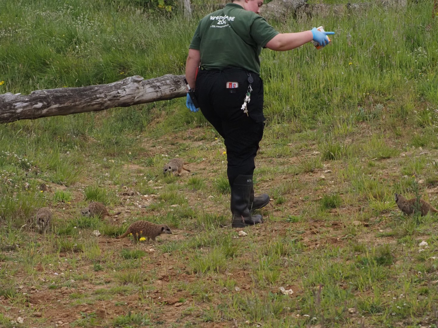 Meerkats With Keeper 1