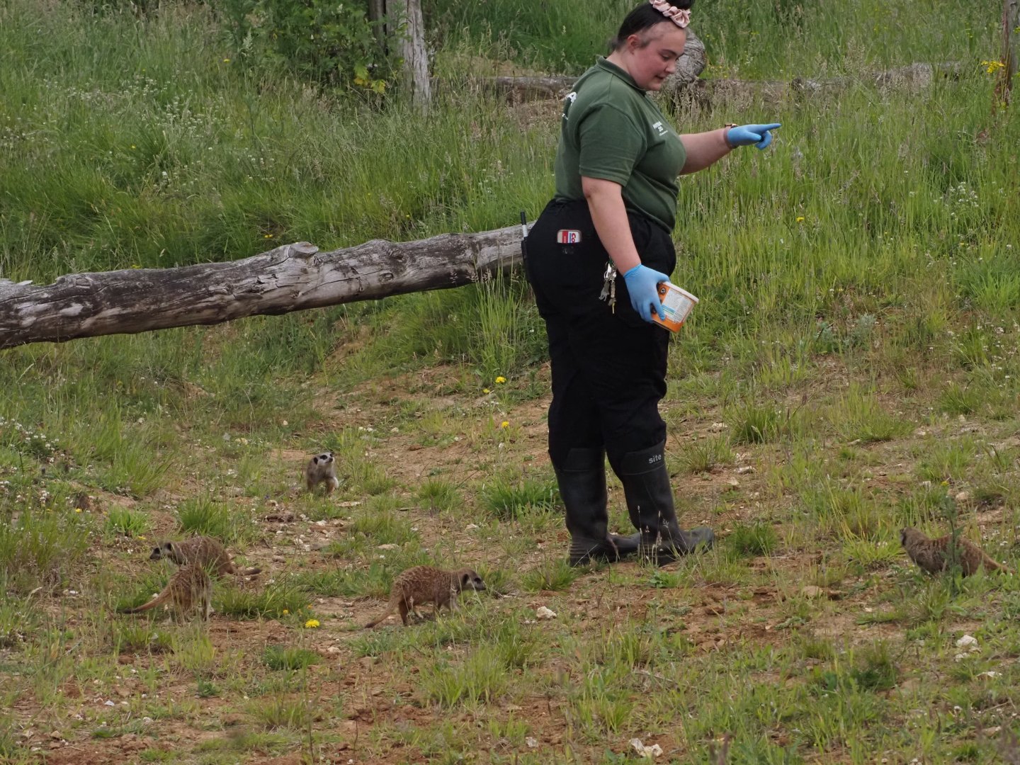 Meerkats With Keeper 2