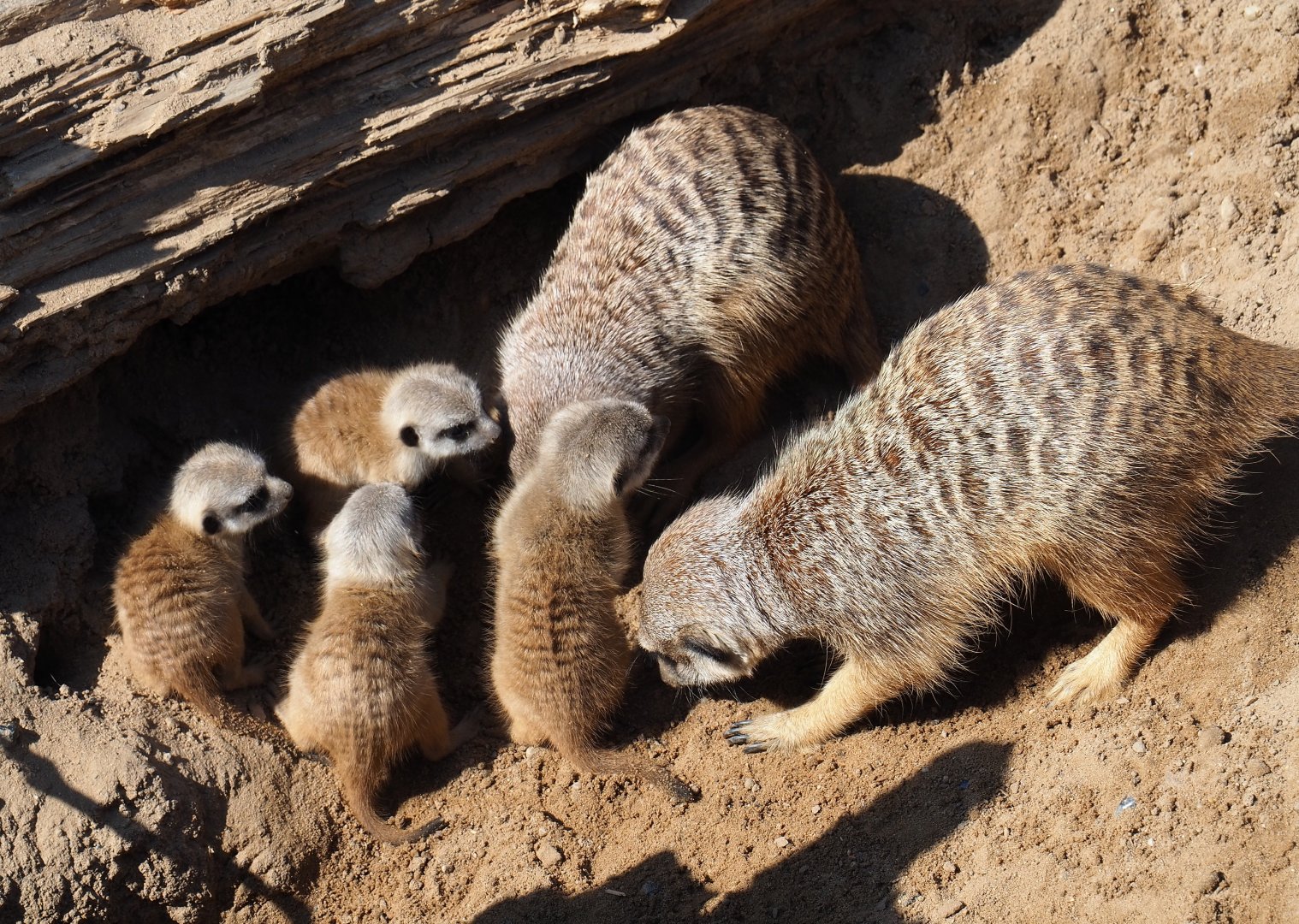 Meerkats with pups (Suricata suricatta), 2019-03-30