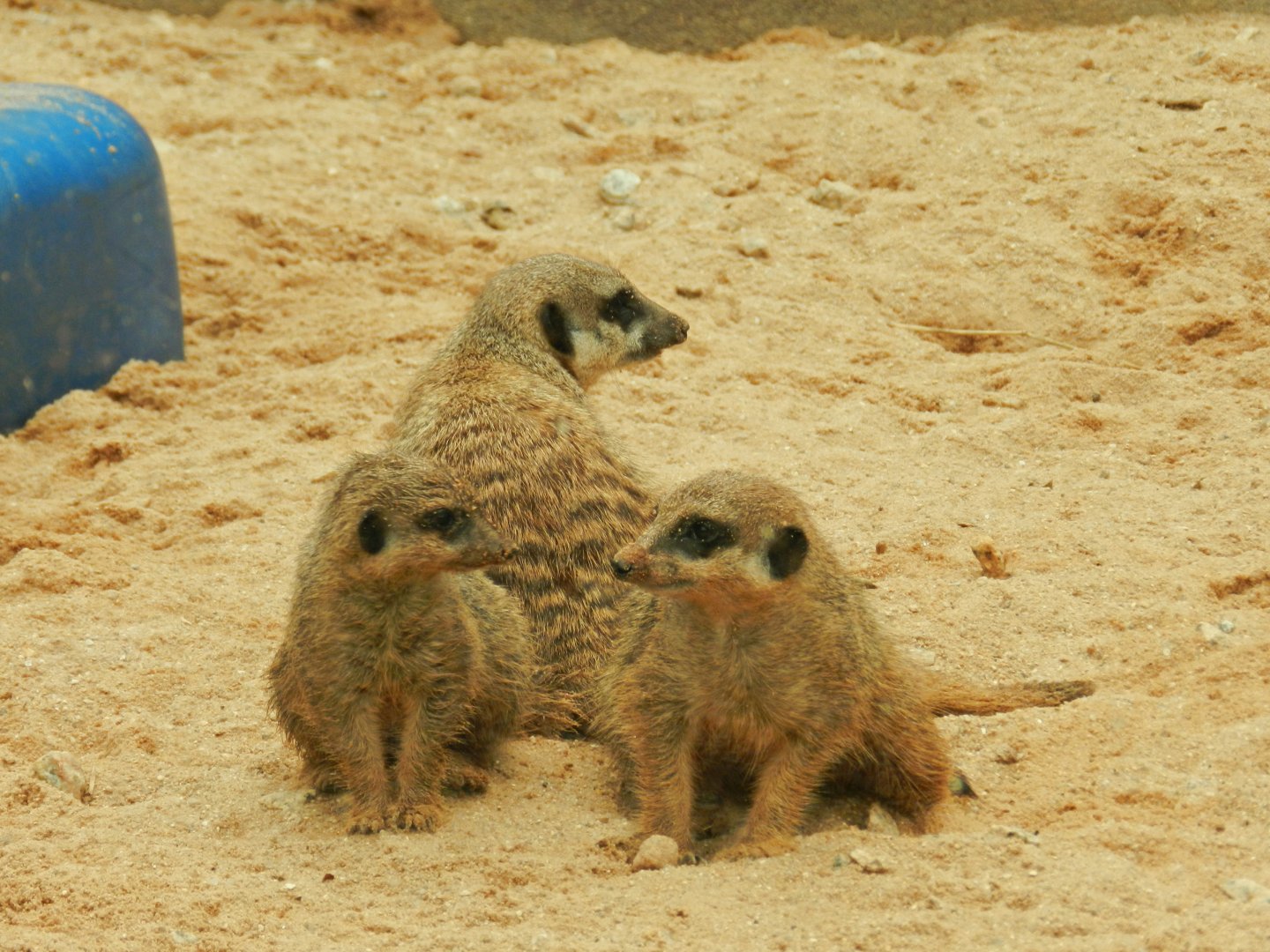 Meerkats - Zoo São Paulo