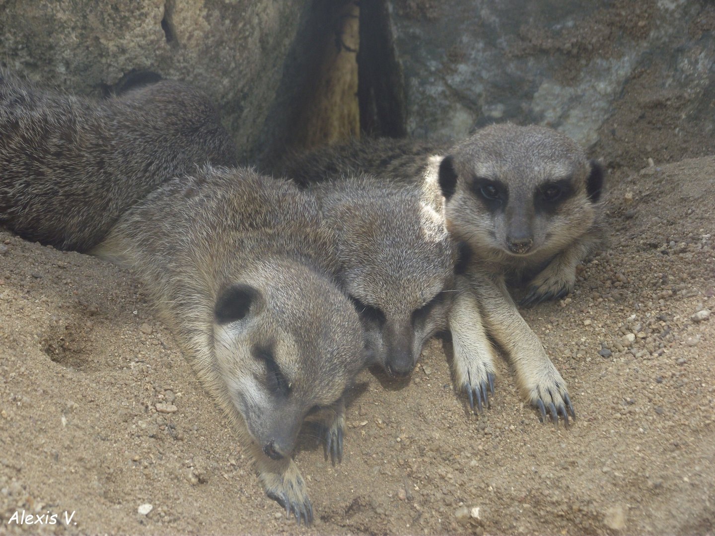 Meerkats - Zooparc de Beauval - 08/2020