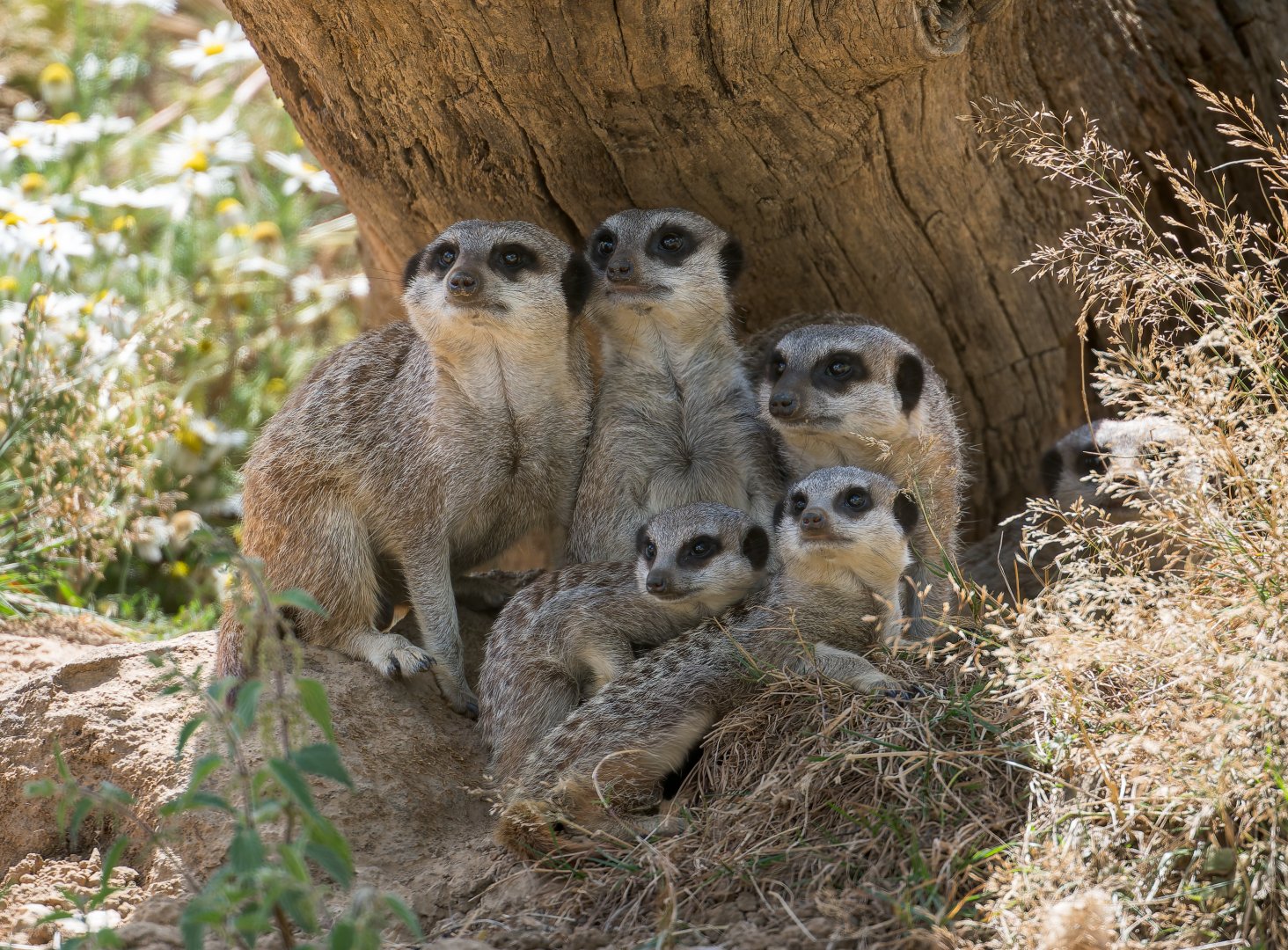 Meerkats, ZSL Whipsnade, UK