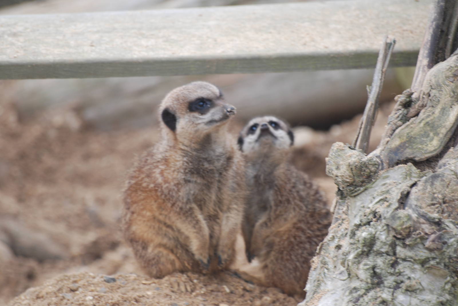 Meerkats