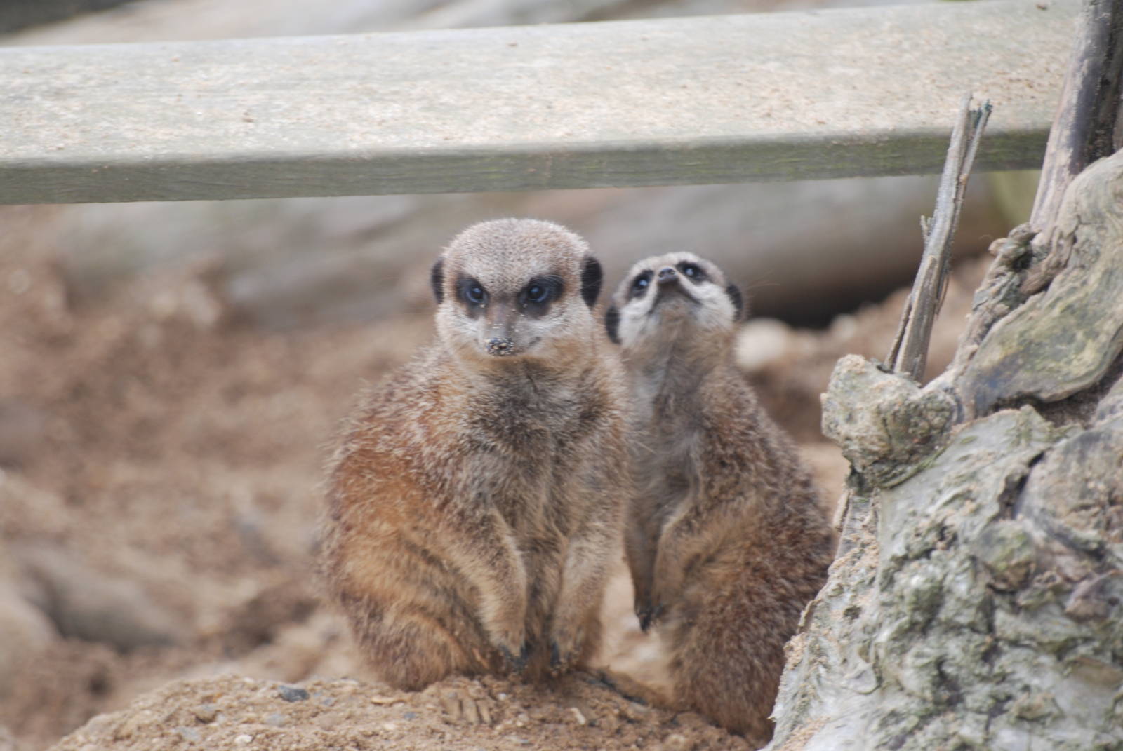 Meerkats