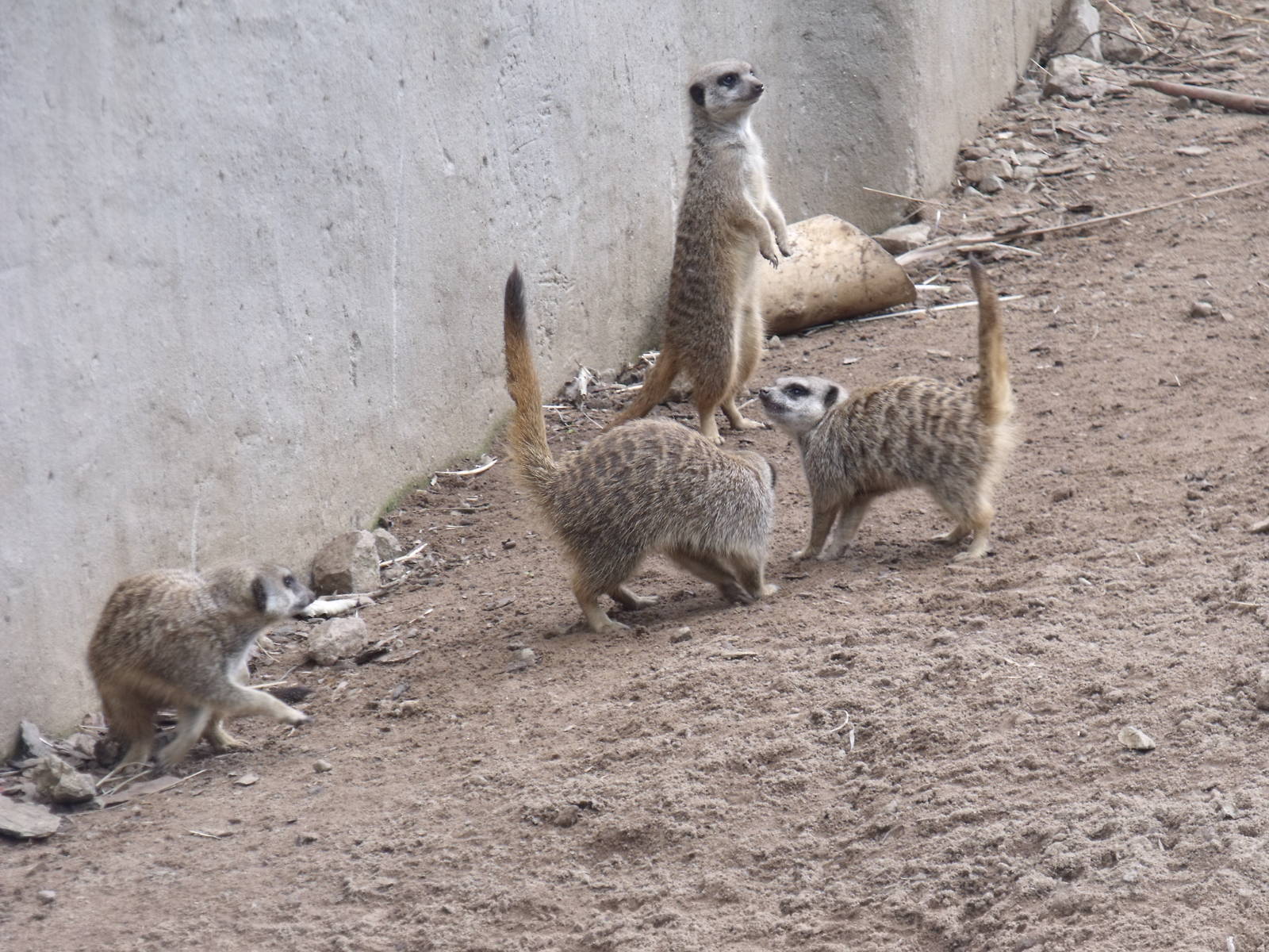 Meerkats