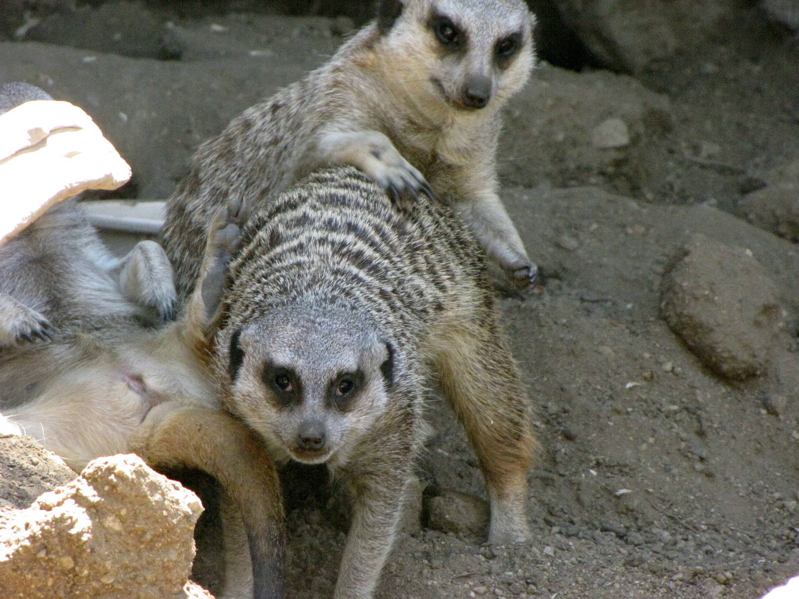 Meerkats