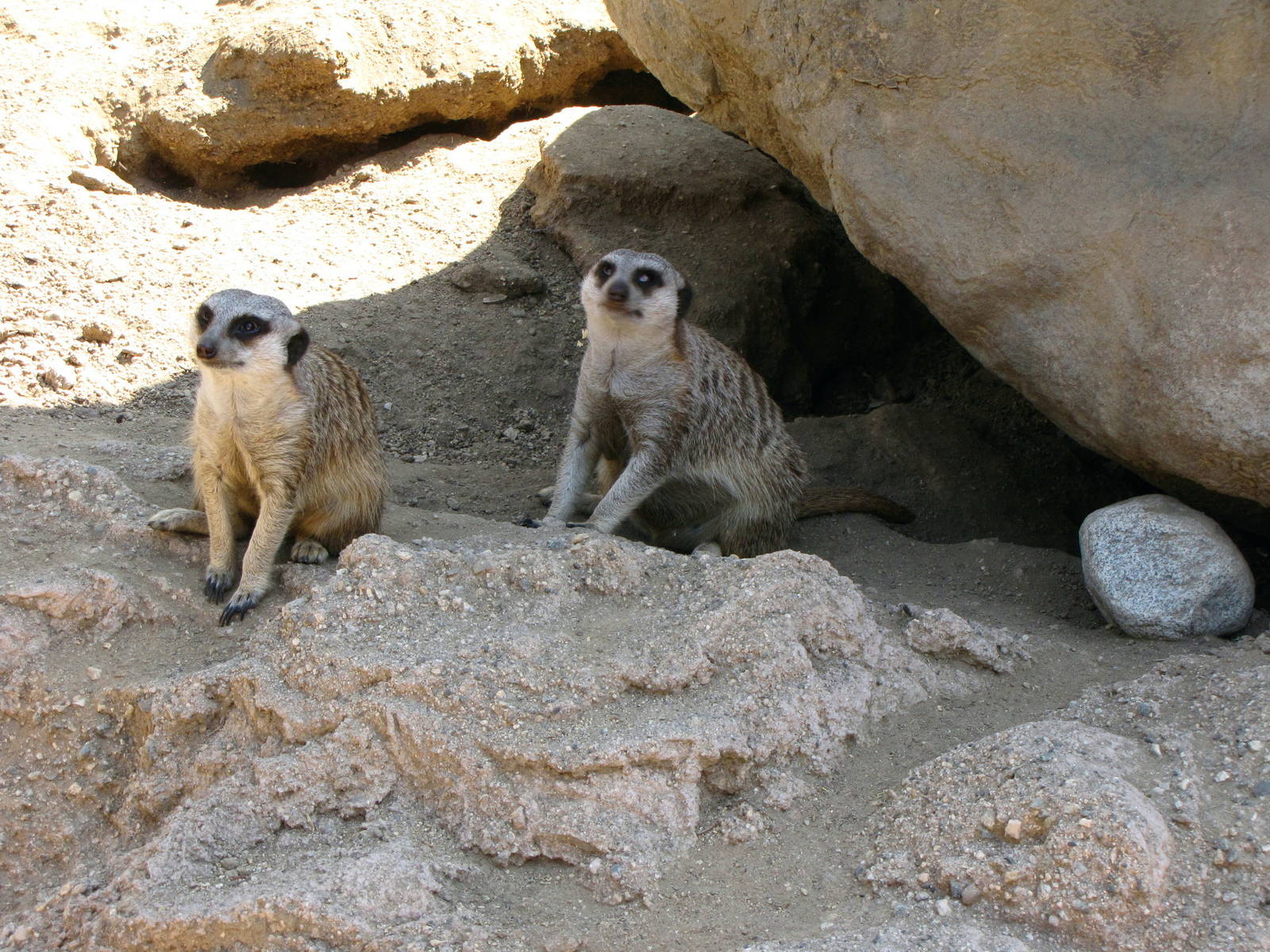 Meerkats