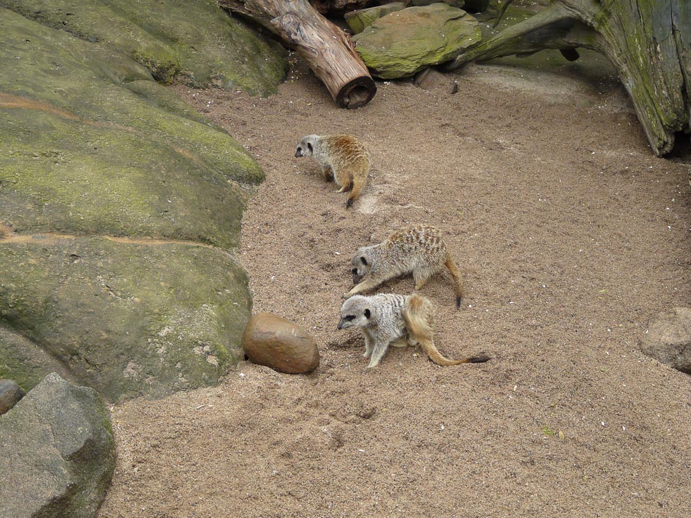 Meerkats