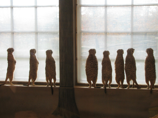 Meerkats