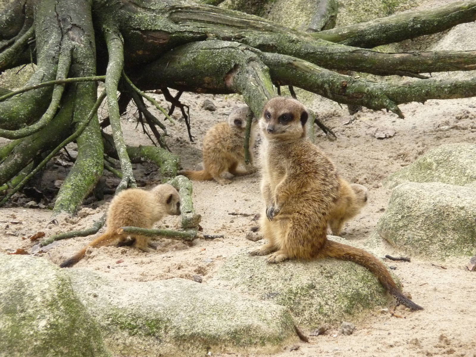 Meerkats