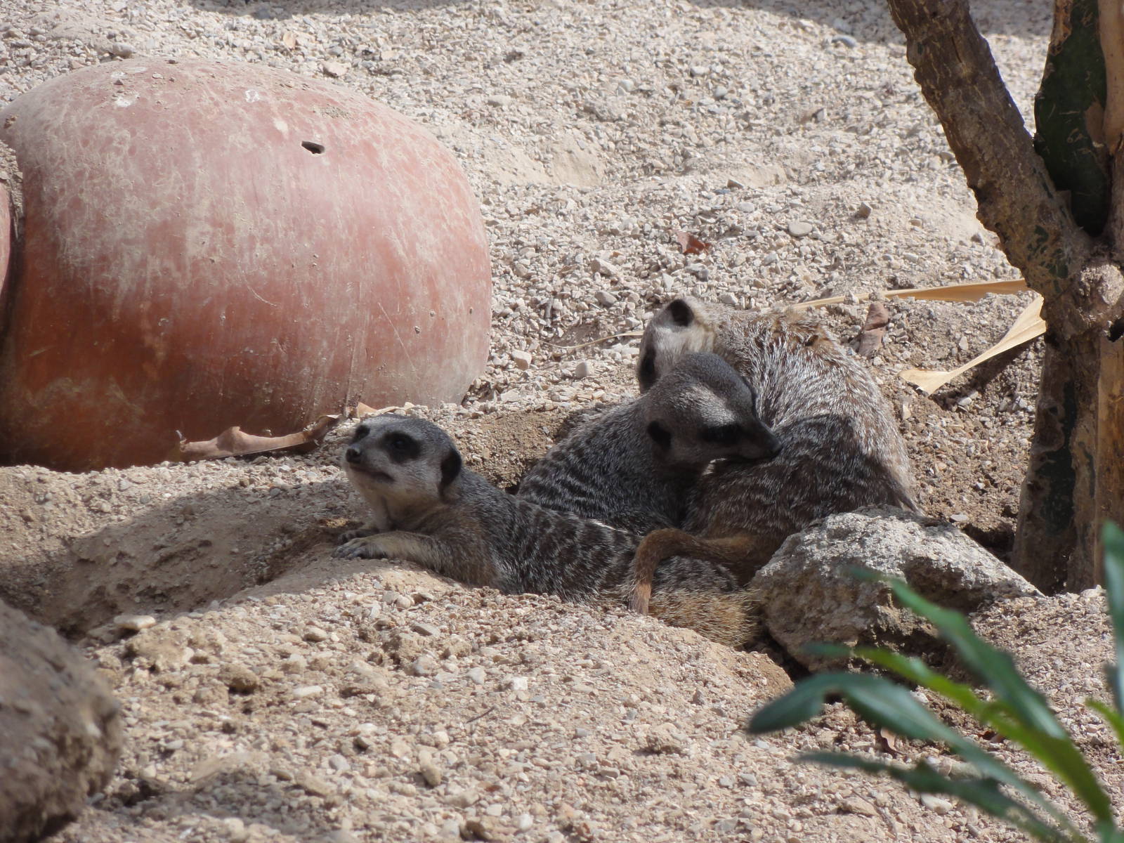 Meerkats