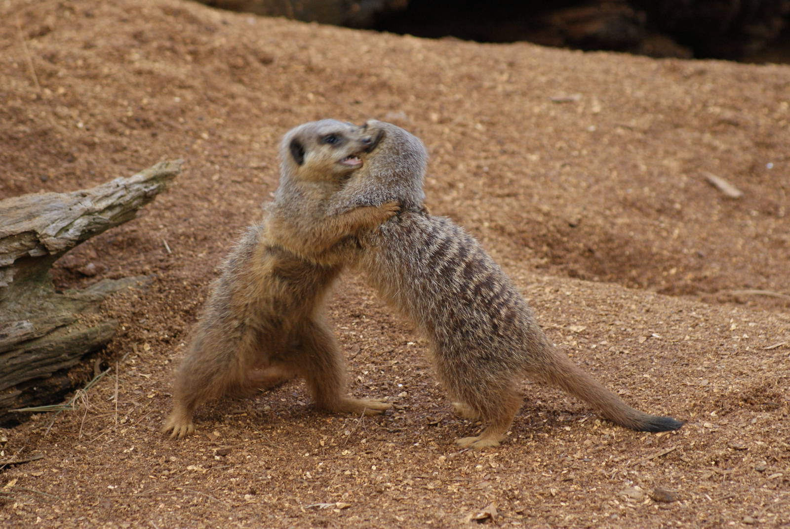 Meerkats