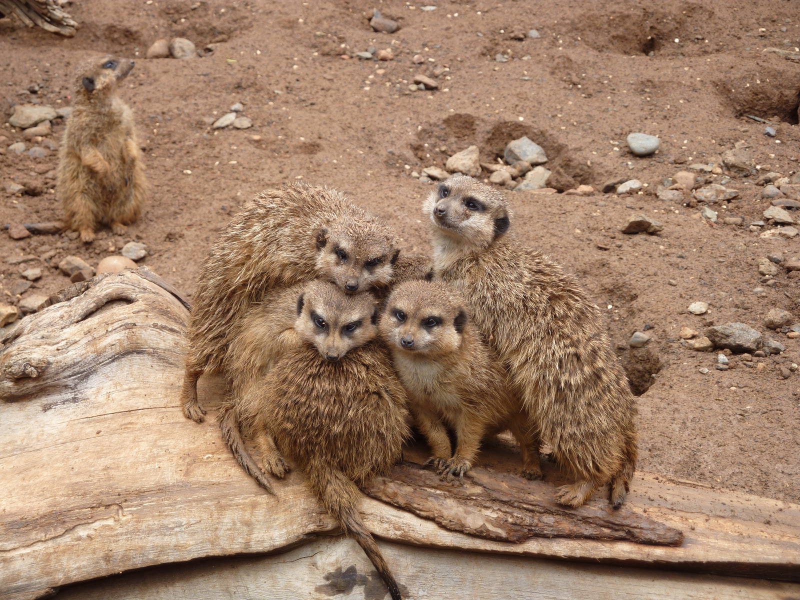 Meerkats