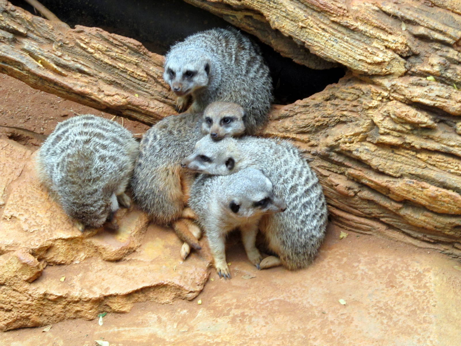 Meerkats